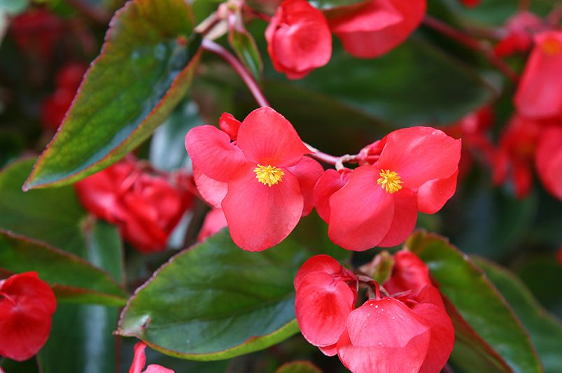 How to Grow and Care for Begonias - Shrubhub