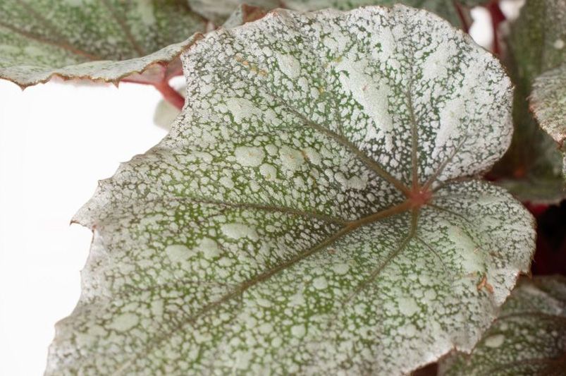 How to Grow and Care for Begonias - Shrubhub