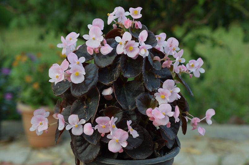 Begonias: easy-to-care-for plants that brighten any space | ShrubHub