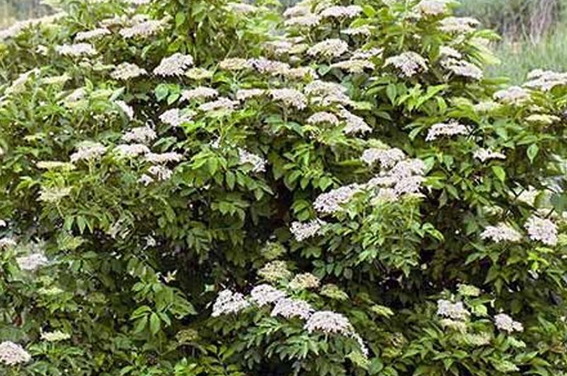 Landscaping with Elderberry Bushes: A Guide to Vibrant Bushes & Luscious Berries - Shrubhub