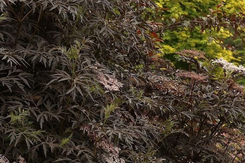 Landscaping with Elderberry Bushes: A Guide to Vibrant Bushes & Luscious Berries - Shrubhub