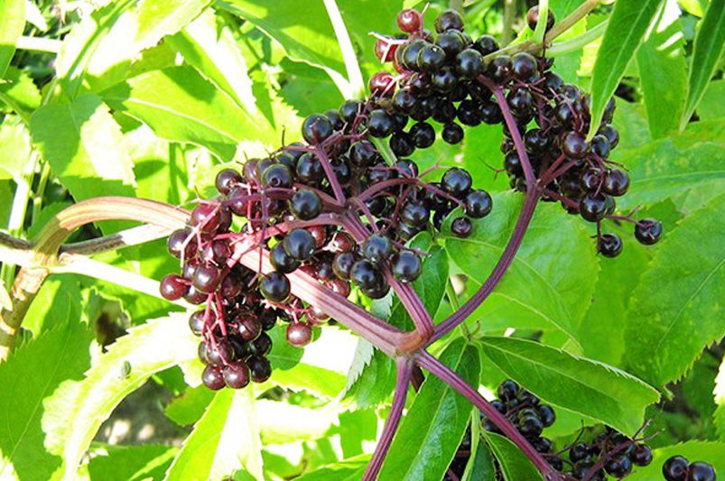 Landscaping with Elderberry Bushes: A Guide to Vibrant Bushes & Luscious Berries - Shrubhub