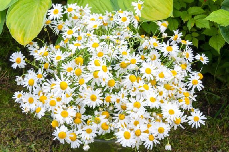 Discover The World Of Daisies: Types, Care Tips & More For Your Garden - Shrubhub