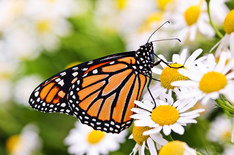 Discover The World Of Daisies: Types, Care Tips & More For Your Garden - Shrubhub