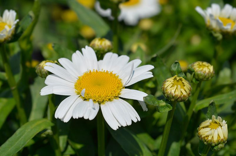 Discover The World Of Daisies: Types, Care Tips & More For Your Garden - Shrubhub