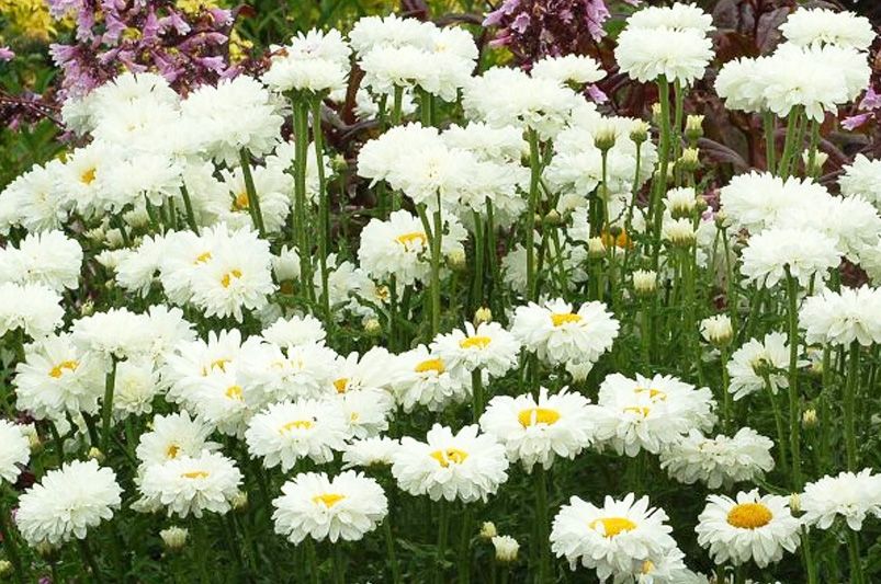 Discover The World Of Daisies: Types, Care Tips & More For Your Garden - Shrubhub