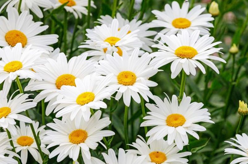 Discover The World Of Daisies: Types, Care Tips & More For Your Garden - Shrubhub