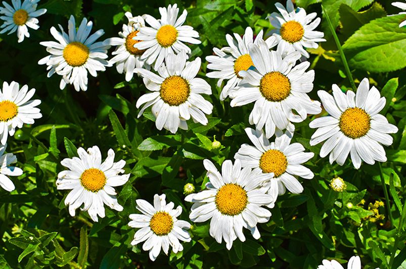 Discover The World Of Daisies: Types, Care Tips & More For Your Garden - Shrubhub