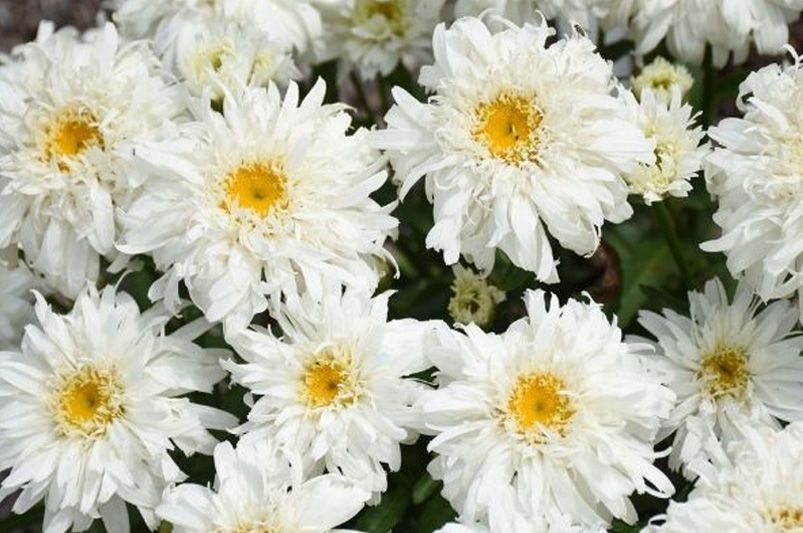 Discover The World Of Daisies: Types, Care Tips & More For Your Garden - Shrubhub