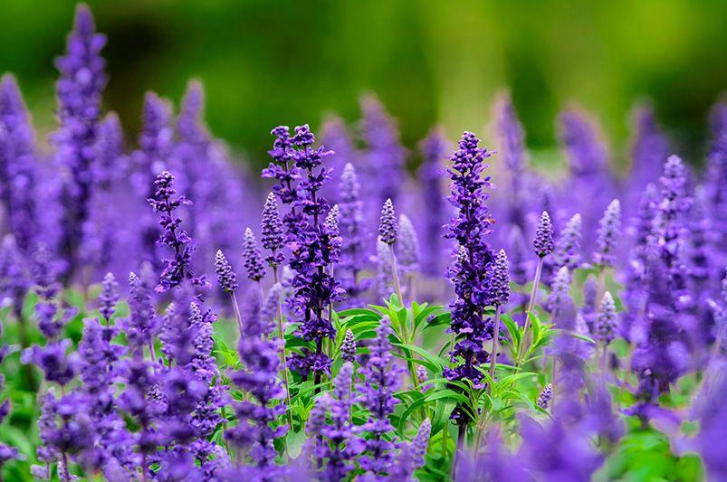 Unlock the Power of Sage and Salvia: Compelling Reasons to Grow Them in Your Garden Today - Shrubhub