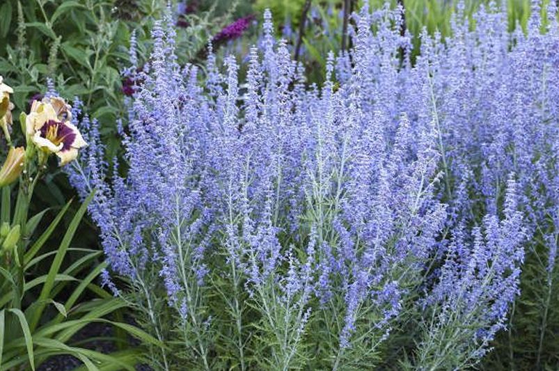 Unlock the Power of Sage and Salvia: Compelling Reasons to Grow Them in Your Garden Today - Shrubhub