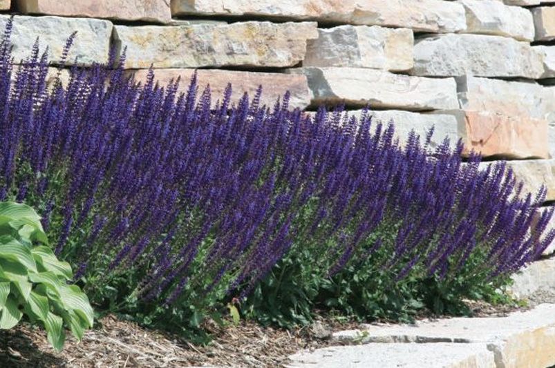 Unlock the Power of Sage and Salvia: Compelling Reasons to Grow Them in Your Garden Today - Shrubhub