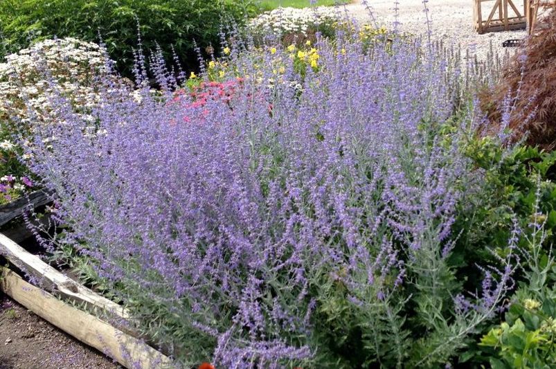 Unlock the Power of Sage and Salvia: Compelling Reasons to Grow Them in Your Garden Today - Shrubhub