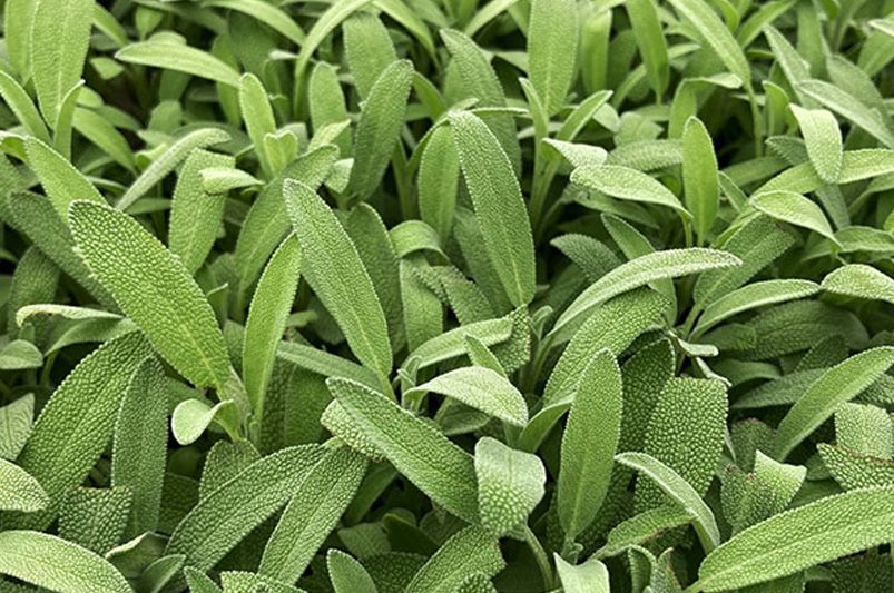 Unlock the Power of Sage and Salvia: Compelling Reasons to Grow Them in Your Garden Today - Shrubhub