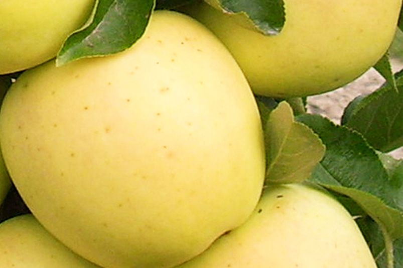 The Ultimate Guide to Selecting & Growing Apple Trees - Shrubhub