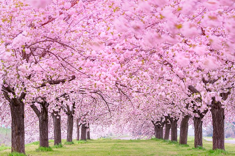 Cherry Trees: The Loveliest Choice for Your Garden - Shrubhub