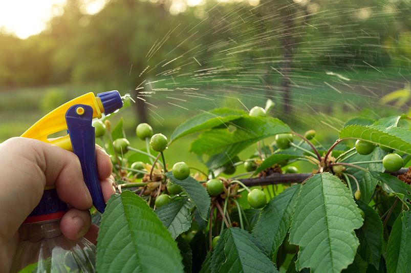 Cherry Trees: The Loveliest Choice for Your Garden - Shrubhub