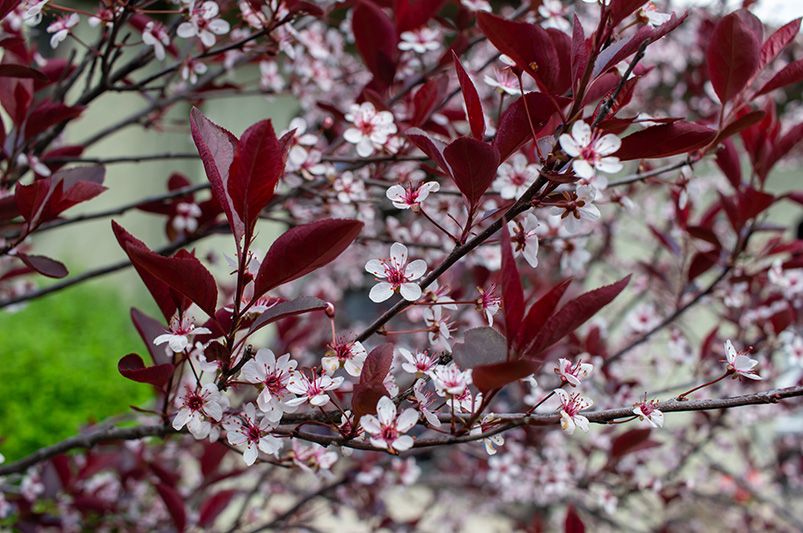 Cherry Trees: The Loveliest Choice for Your Garden - Shrubhub