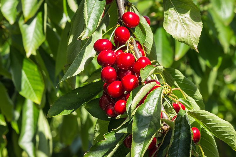 Cherry Trees: The Loveliest Choice for Your Garden - Shrubhub