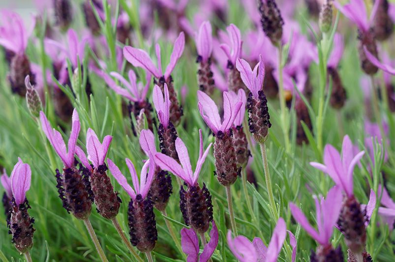 Lavender Plants: Where to Start - Shrubhub