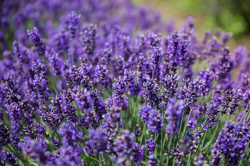 Lavender Plants: Where to Start - Shrubhub