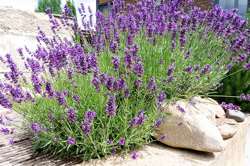 Lavender Plants: Where to Start - Shrubhub