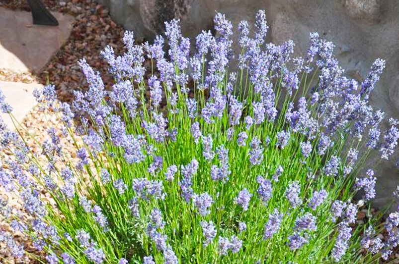 Lavender Plants: Where to Start - Shrubhub