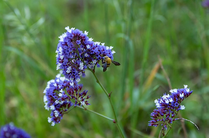 Lavender Plants: Where to Start - Shrubhub