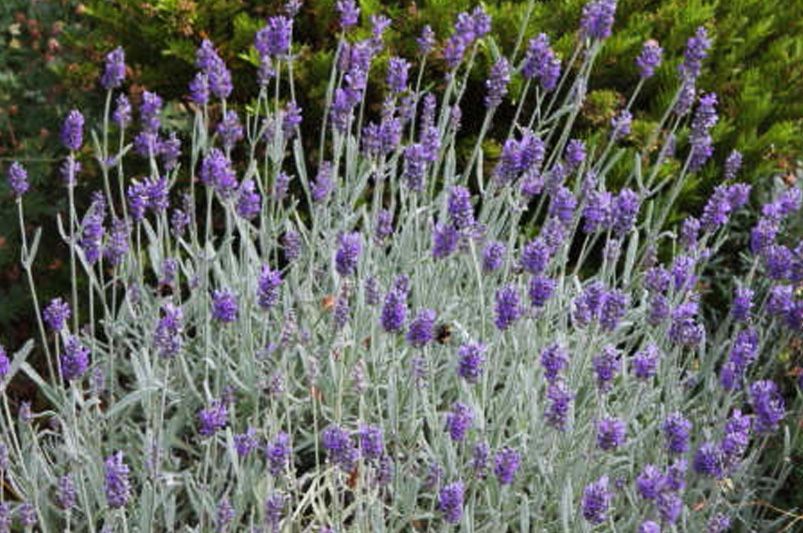 Lavender Plants: Where to Start - Shrubhub