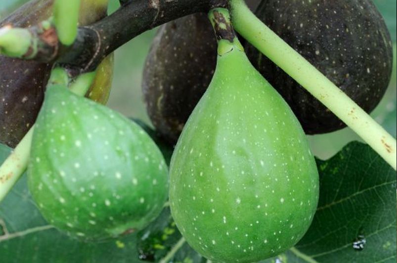 ShrubHub's Guide to Fig Trees - Shrubhub