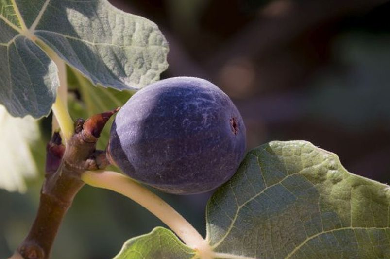 ShrubHub's Guide to Fig Trees - Shrubhub