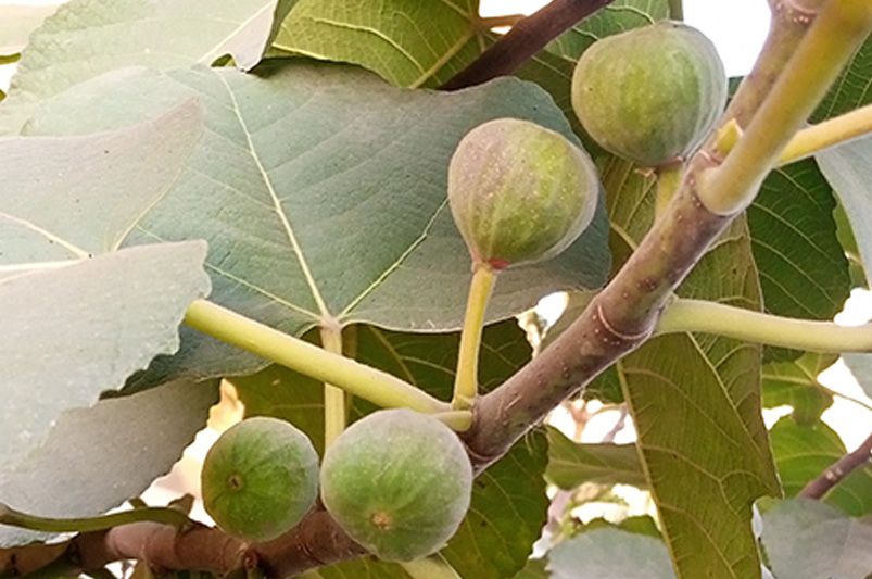 ShrubHub's Guide to Fig Trees - Shrubhub