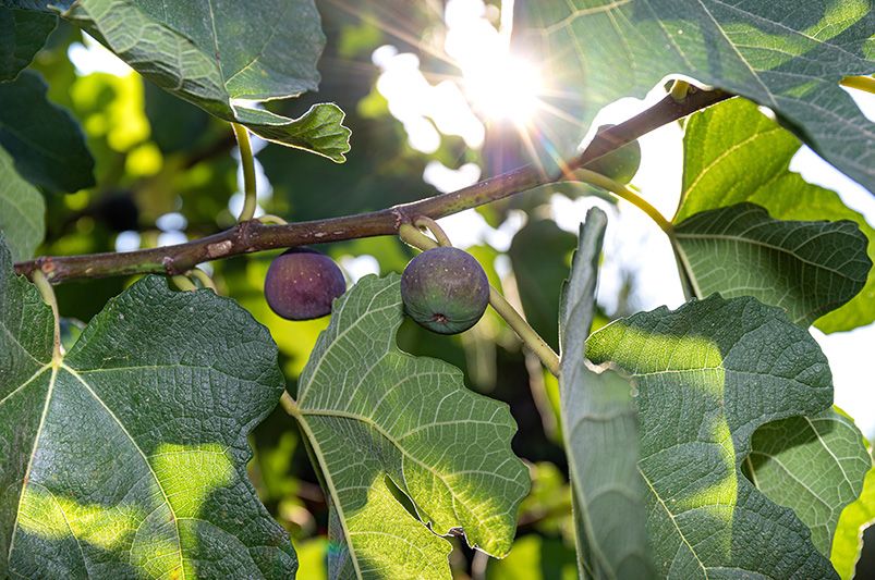 ShrubHub's Guide to Fig Trees - Shrubhub