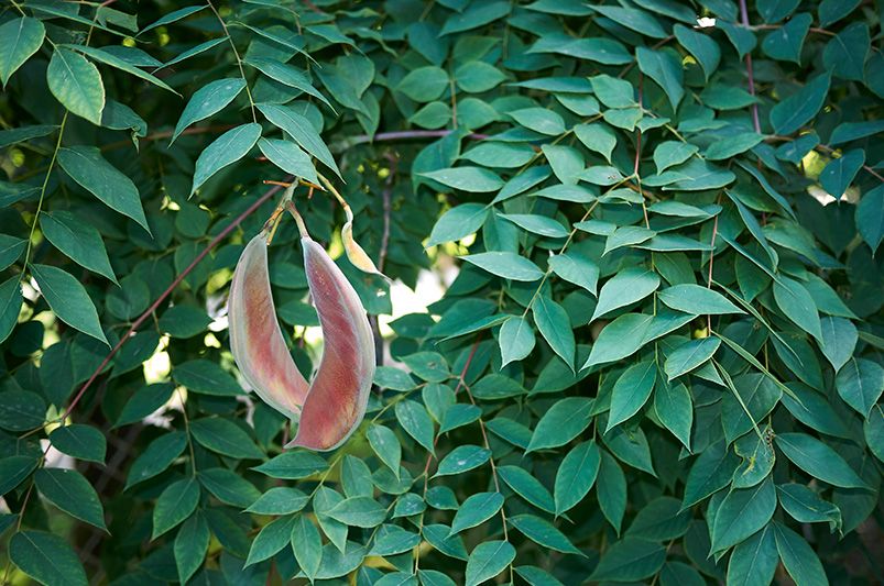 A Guide to Growing the Kentucky Coffee Tree - Shrubhub