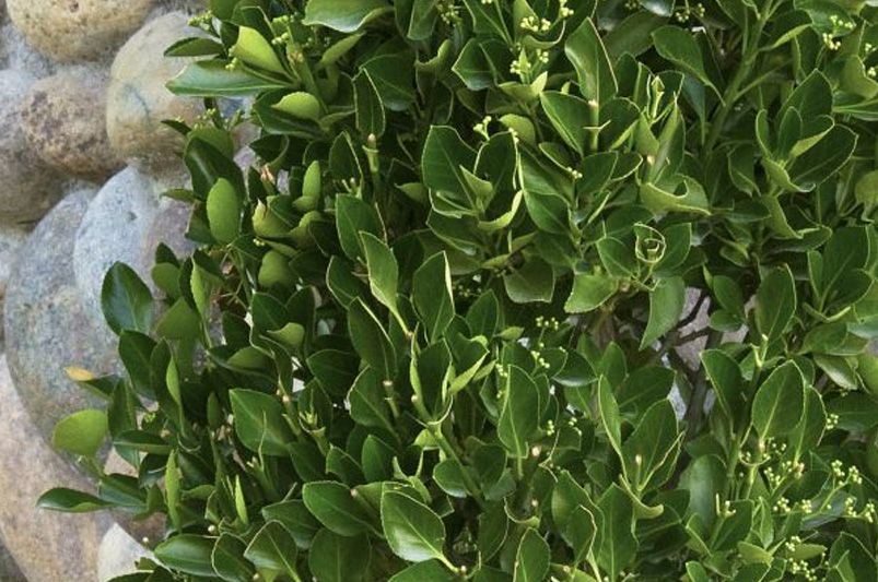 12 Best Euonymus Plants For Your Outdoor Space | ShrubHub