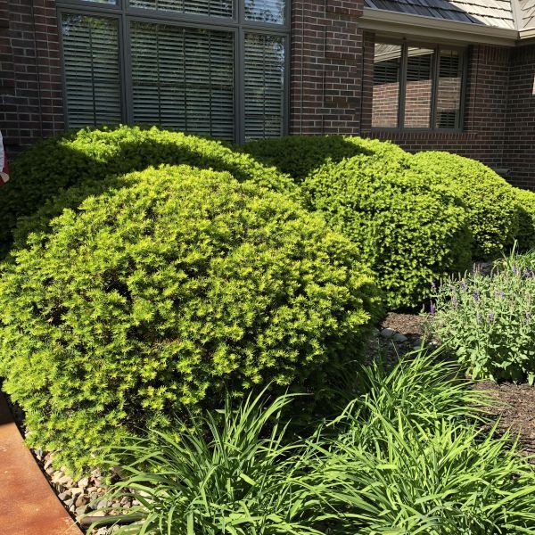 Elevate Your Landscape with Evergreen Yew Shrubs - Shrubhub