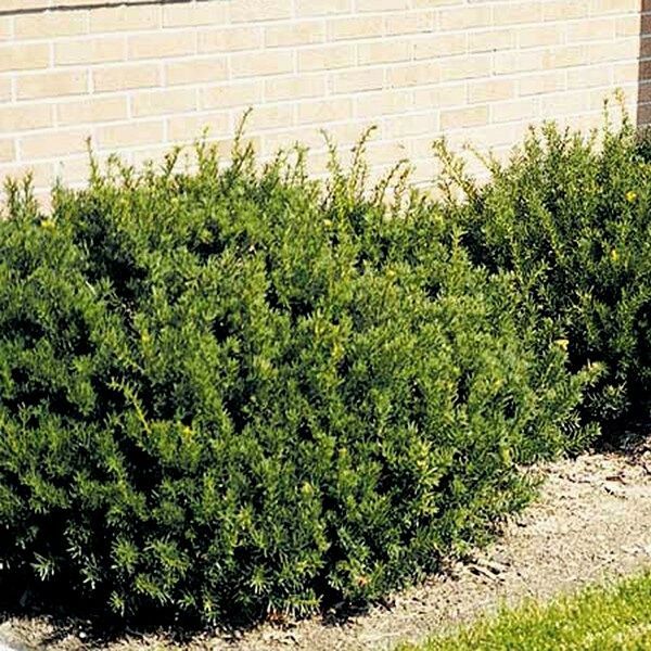 Elevate Your Landscape with Evergreen Yew Shrubs - Shrubhub