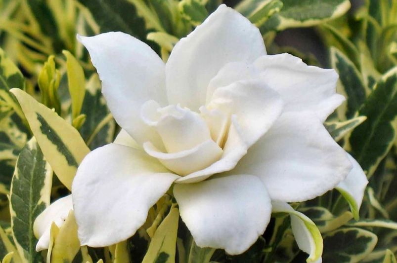 The Aromatic Gardenia Shrubs: Your Ultimate Guide to Growing Gardenias - Shrubhub