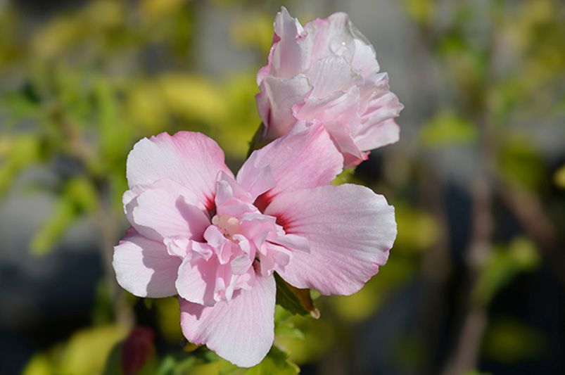 Dazzle Your Garden with These Jaw-Dropping Rose of Sharon Hibiscus Flowers - Shrubhub