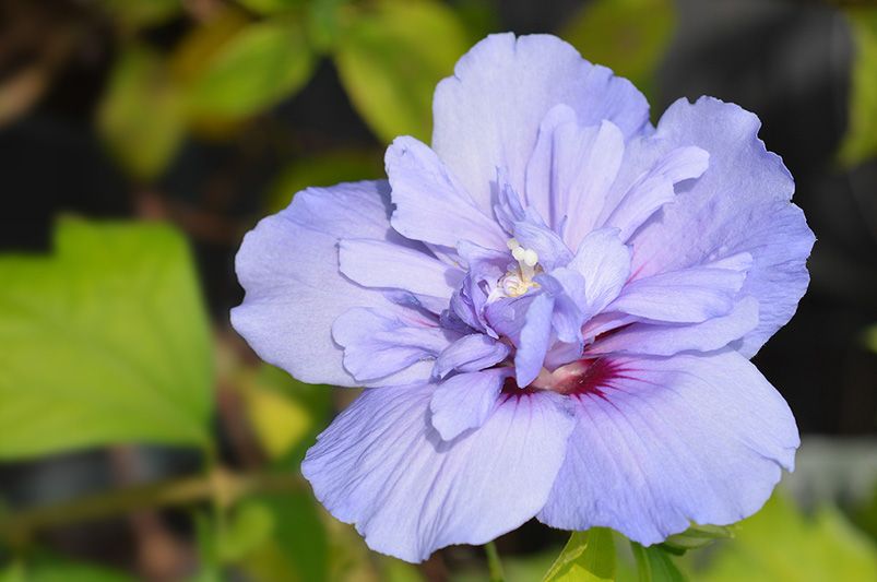 Dazzle Your Garden with These Jaw-Dropping Rose of Sharon Hibiscus Flowers - Shrubhub