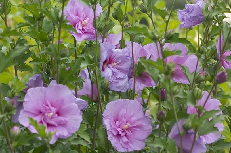 Dazzle Your Garden with These Jaw-Dropping Rose of Sharon Hibiscus Flowers - Shrubhub