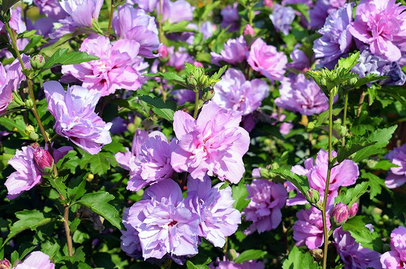 Dazzle Your Garden with These Jaw-Dropping Rose of Sharon Hibiscus Flowers - Shrubhub