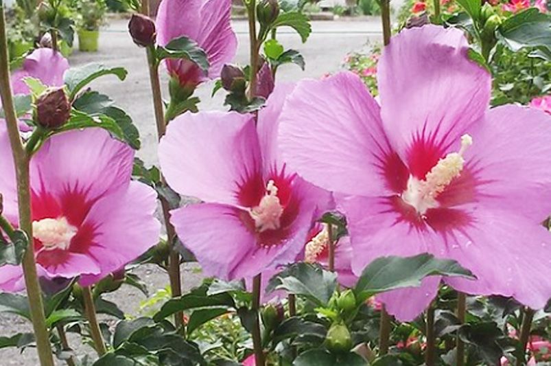 Rose of Sharon: A Showstopper in Every Shade - Explore the Vibrant Color Options - Shrubhub