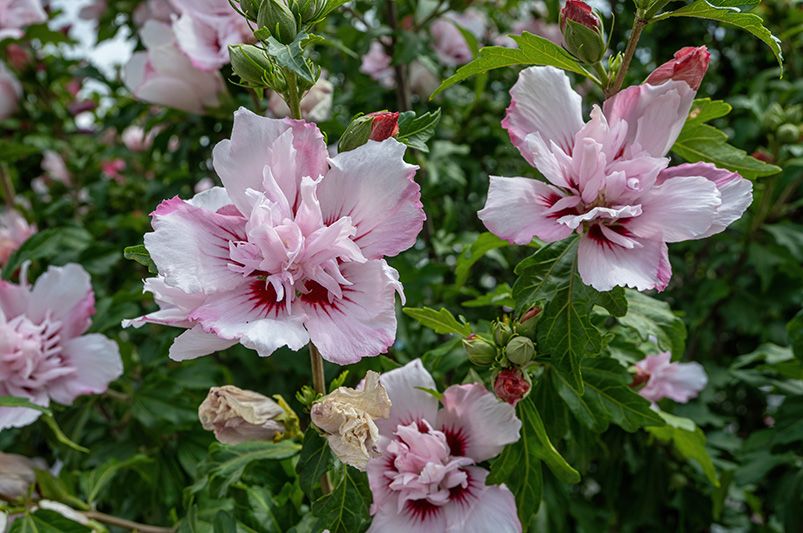 Rose of Sharon: A Showstopper in Every Shade - Explore the Vibrant Color Options - Shrubhub