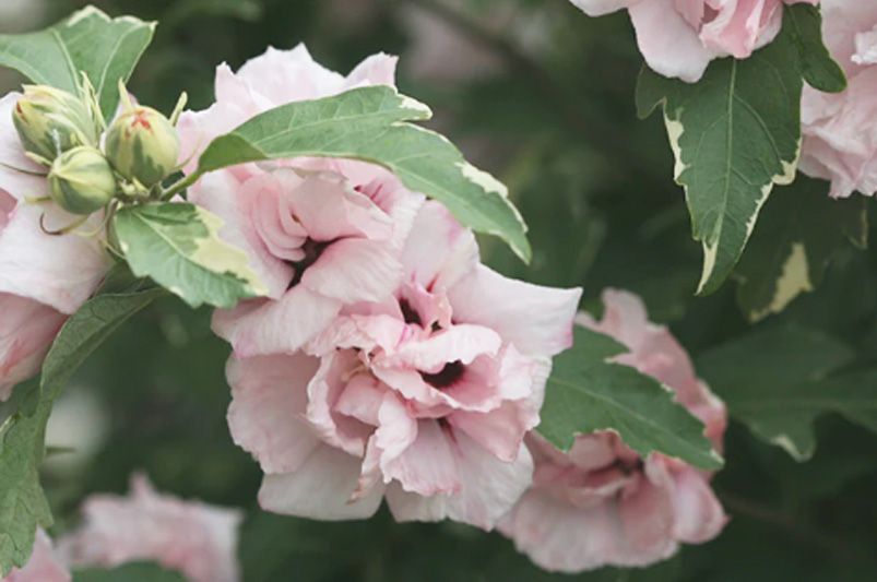 Rose of Sharon: A Showstopper in Every Shade - Explore the Vibrant Color Options - Shrubhub