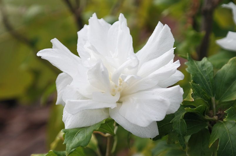 Rose of Sharon: A Showstopper in Every Shade - Explore the Vibrant Color Options - Shrubhub