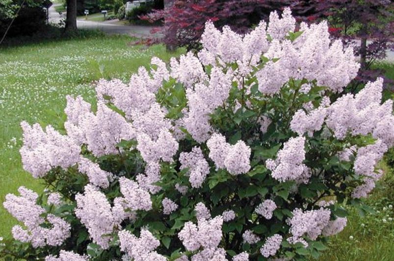 Lilacs Decoded: A Deep Dive for the Cultivated Gardener - Shrubhub