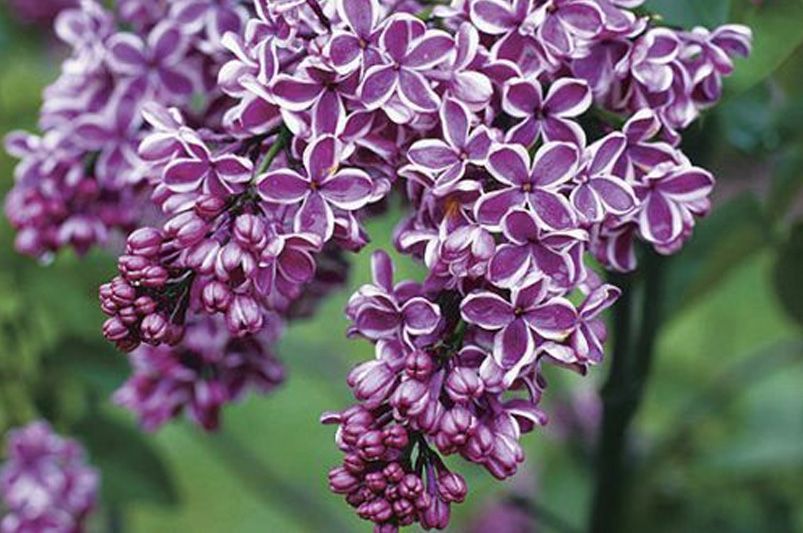 Lilacs Decoded: A Deep Dive for the Cultivated Gardener - Shrubhub