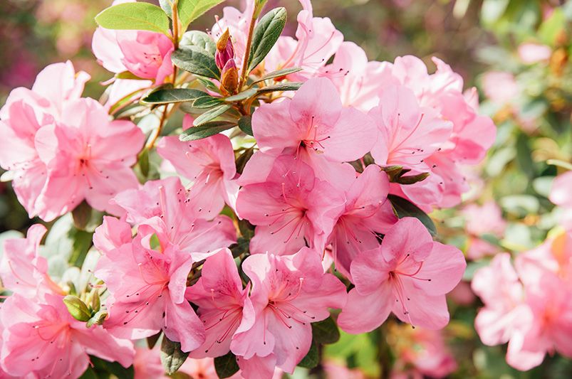 Florida Landscape Plants: Best Plants for Your Florida Yard  - Shrubhub