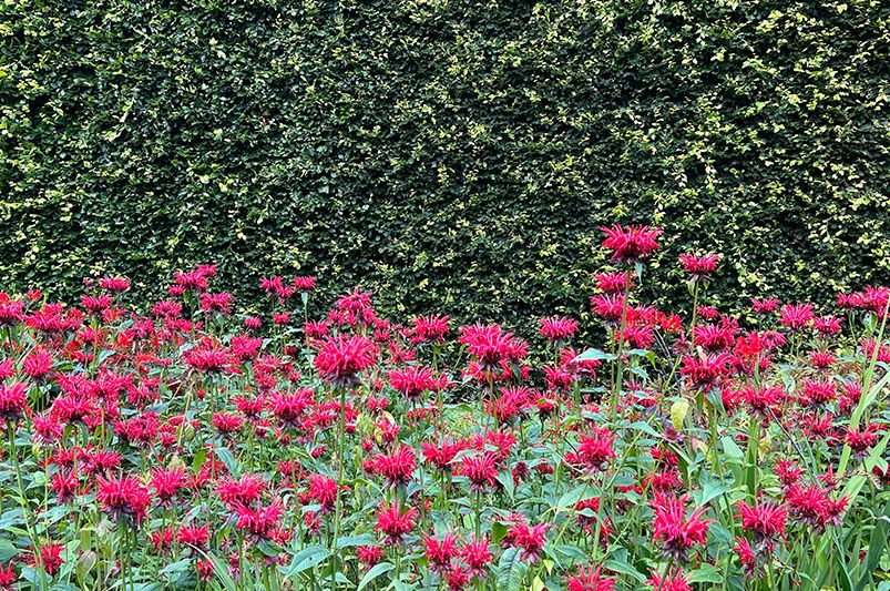 A Splash of Color All Season Long: Choosing the Right Bee Balm Varieties for Your Needs - Shrubhub